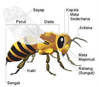 Lebah berkembang biak dengan cara