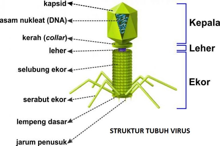 Pengertian Virus Reproduksi Sejarah Ciri Struktur Virus 9850